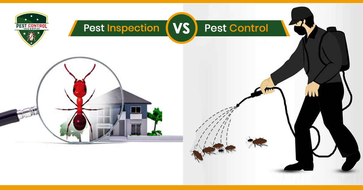 Pest Inspection vs Pest Control