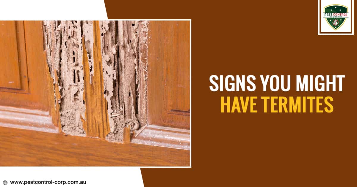 Signs You Might Have Termites