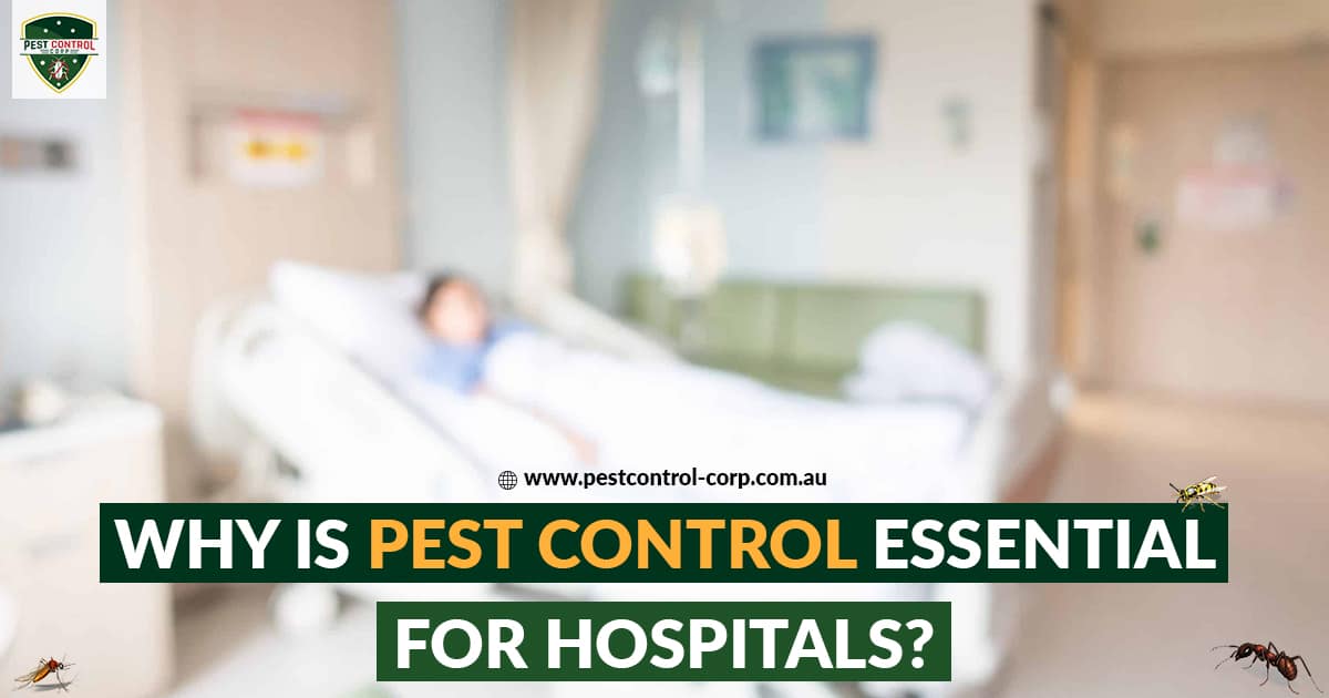 Why is Pest Control Essential for Hospitals
