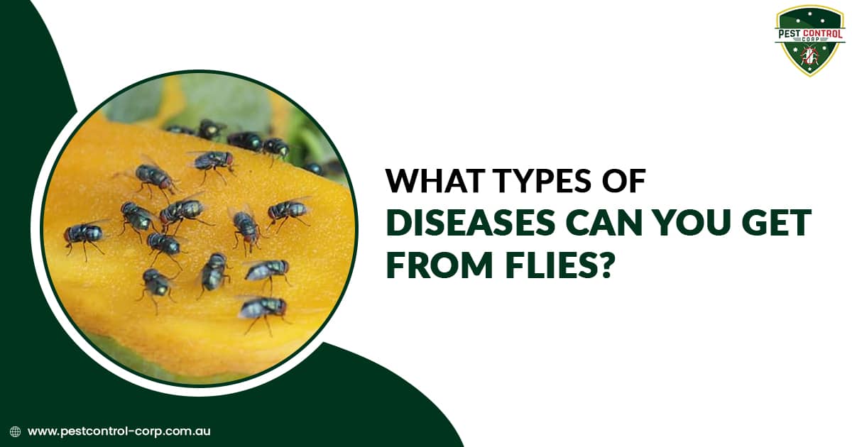 What types of diseases can you get from flies