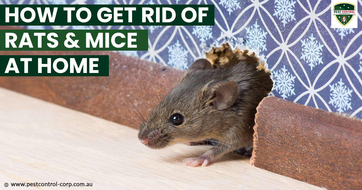 How to Get Rid of Rats and Mice